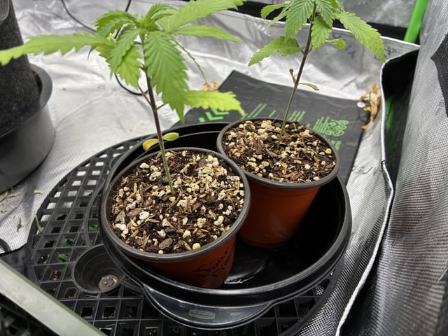 Pheno Hunt?
