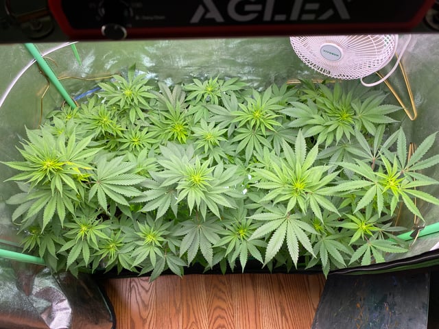 The White X Run Away Bride #3 — flower, day 55