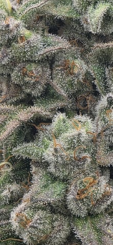 Maple Nectar  — flower, day 94