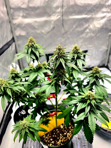 Homegrown - 🍒 🥧 & GSC Auto, 🚀 Seeds 🍌 Buttercups  — flower, day 68