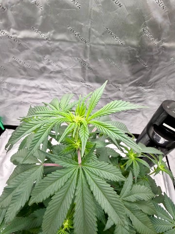 Bluntz Grow — flower, day 11