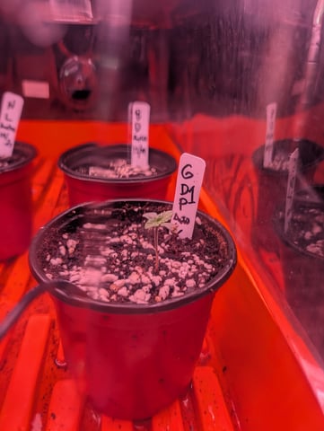 first grow - autoflower — germination, day 16