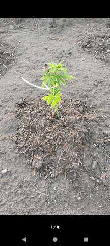 idk — seedling_rooting, day 1