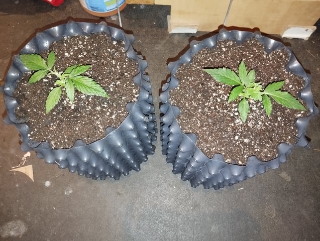 F1 apollo — vegetative, day 7