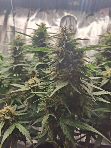 SoFloBudz — flower, day 68