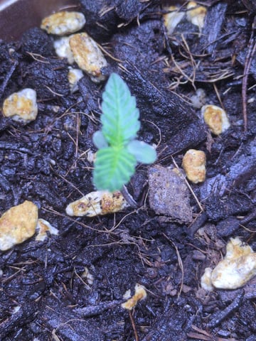 Audrey III — seedling_rooting, day 2