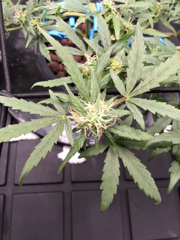 BABY SISTER — flower, day 66