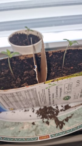 first plant — seedling_rooting, day 8