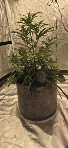 #001 - 3WOK — auto, day 8