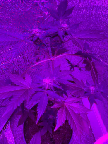 Quick One — flower, day 16