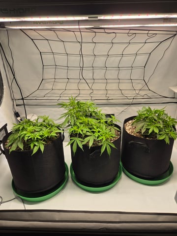 Purple Skunk 3 x 5  — flower, day 36