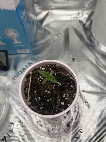 Special Queen 1 — seedling_rooting, day 1