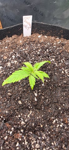 Fall '25 Indoor 2x4 — vegetative, day 21