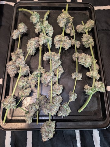 B E A utiful  — harvest, day 142