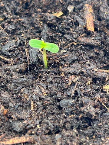 2025-26 harvest INDOOR — seedling_rooting, day 33