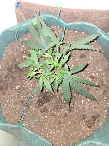 high octane x holy grail  — auto, day 27