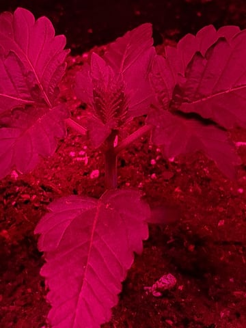 II — vegetative, day 9