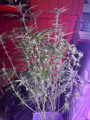 critical Mass  — flower, day 72