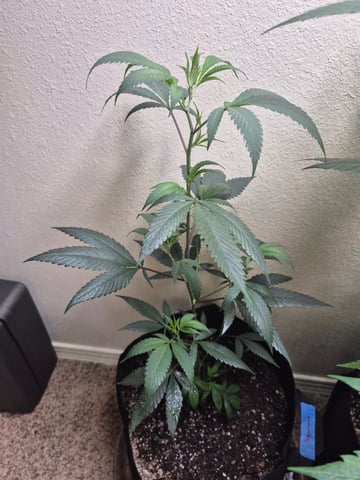 Another Clone  — vegetative, day 9