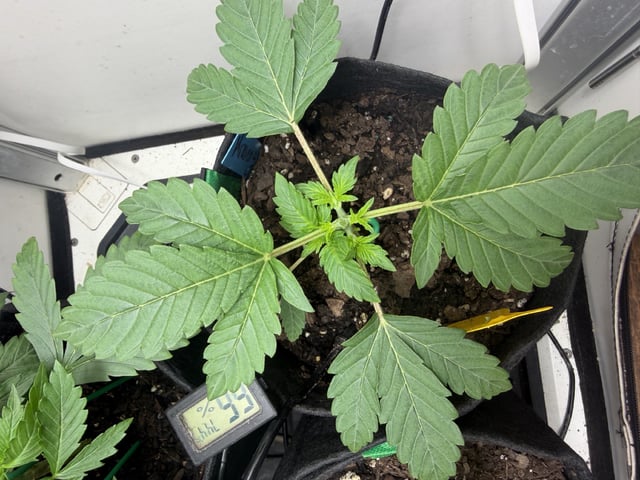 Midsummer Outdoor — vegetative, day 17