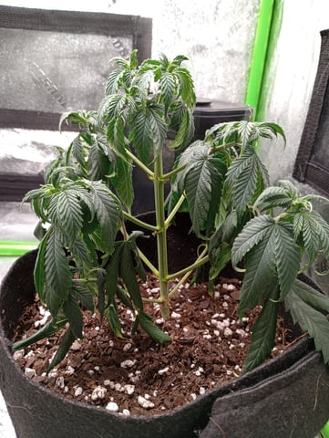 All Aboard!!! — vegetative, day 39