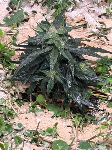 510 First Run! — flower, day 57