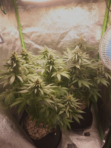Pineapple Chunk/Runtz