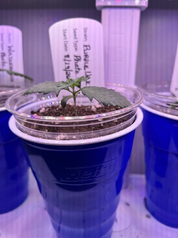 Inside Mother Plants — seedling_rooting, day 18