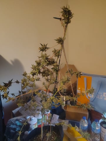 3 in flower — done, day 36