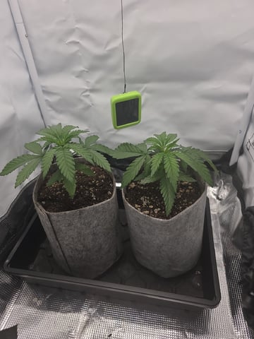 Strawberry Sugar  — vegetative, day 25