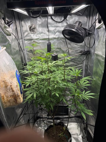  Apple fritter  Clones round two — flower, day 168