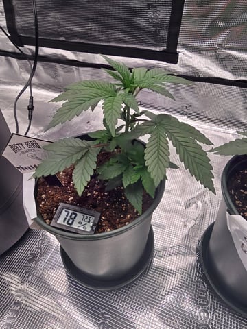 Dirty Bird - Thousand Island Fem & Platinum Kush Breath Remix x Grape Cakehead Fem Photo  — vegetative, day 19