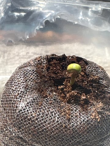 Mr.wrigglesworth OG - Sativa 