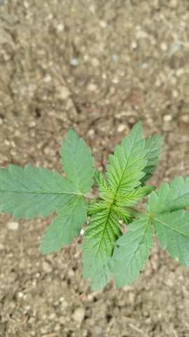 Jack hearer/Jack the ripper? — seedling_rooting, day 16