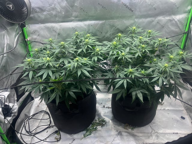 Blue Dream Photos — flower, day 65