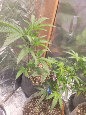 Ghetto Growing — grow_setup, day 22