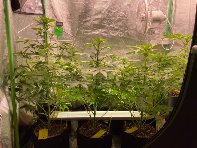 The White X Run Away Bride #3 — flower, day 55