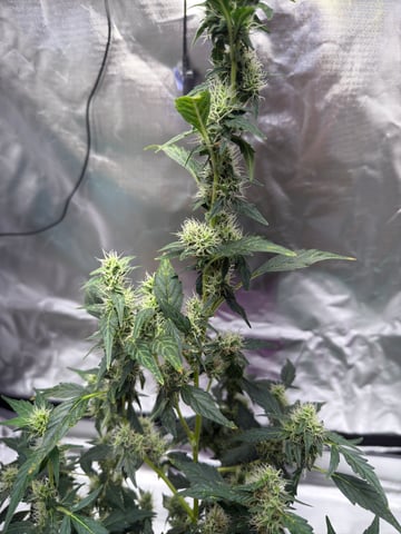 First Run — flower, day 111