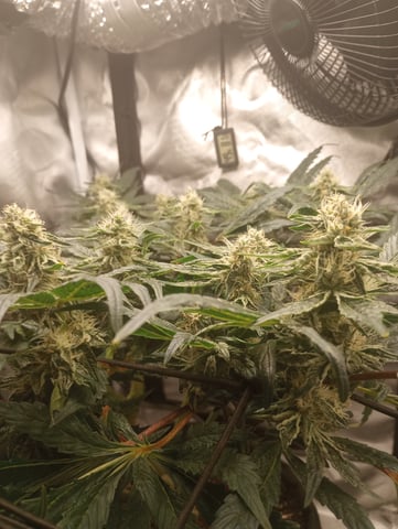 Wizard Punch first grow  — flower, day 90