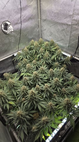 Original 1990 genetics  — flower, day 111