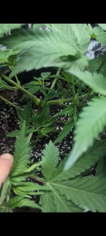 B E A utiful  — vegetative, day 41