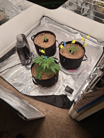 Seedman mix auto & seedman mix auto & GodFather OG — vegetative, day 28