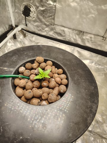 1st grow  — seedling_rooting, day 4
