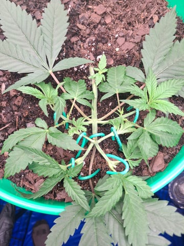 Lets start from the beginning — seedling_rooting, day 29