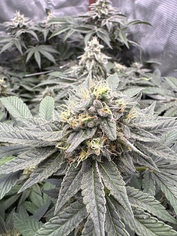 Grow #2 2x2x4 — flower, day 89