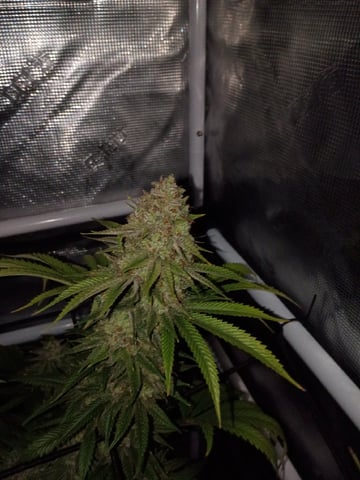 FastBuds Photo-Lemon Mandarin  — flower, day 136