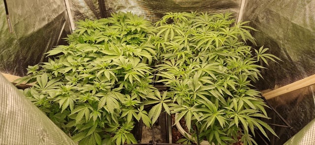 Indigo Saphirex2 And Slush Mint Cake X2 — flower, day 64