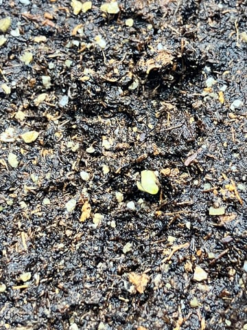My First Grow — germination, day 7