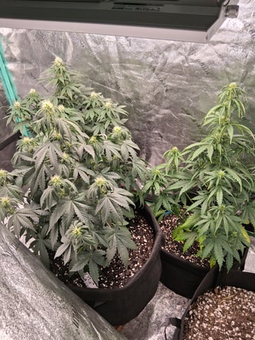 Lemon Cherry Cookies, Purple Haze and Strawberry Gorilla Grows — flower, day 70