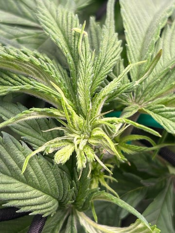 2025-26 harvest INDOOR — flower, day 82